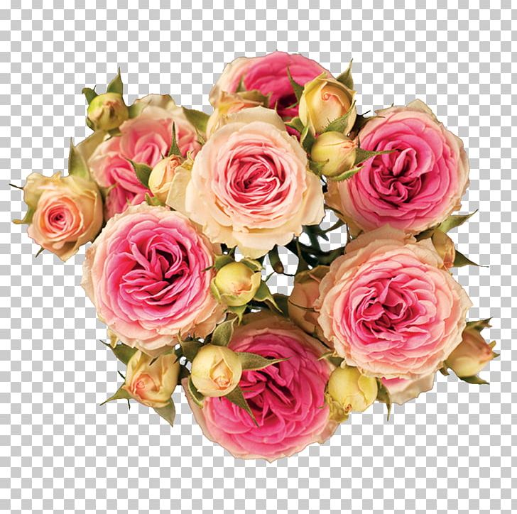 Garden Roses Cabbage Rose Cut Flowers Hybrid Tea Rose PNG, Clipart, Artificial Flower, Cut Flowers, David Ch Austin, Flor, Floristry Free PNG Download