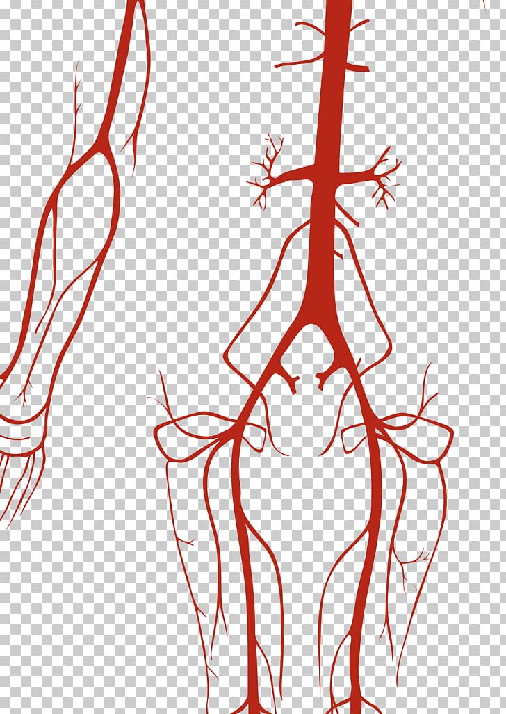 Circulatory System Artery Human Body Vein Anatomy PNG, Clipart, Anatomy, Art, Artery, Artwork, Branch Free PNG Download