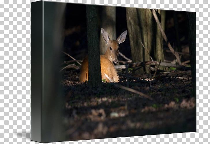 Deer /m/083vt Wood Wildlife Tail PNG, Clipart, Animals, Deer, Deer Watercolor, Fauna, M083vt Free PNG Download