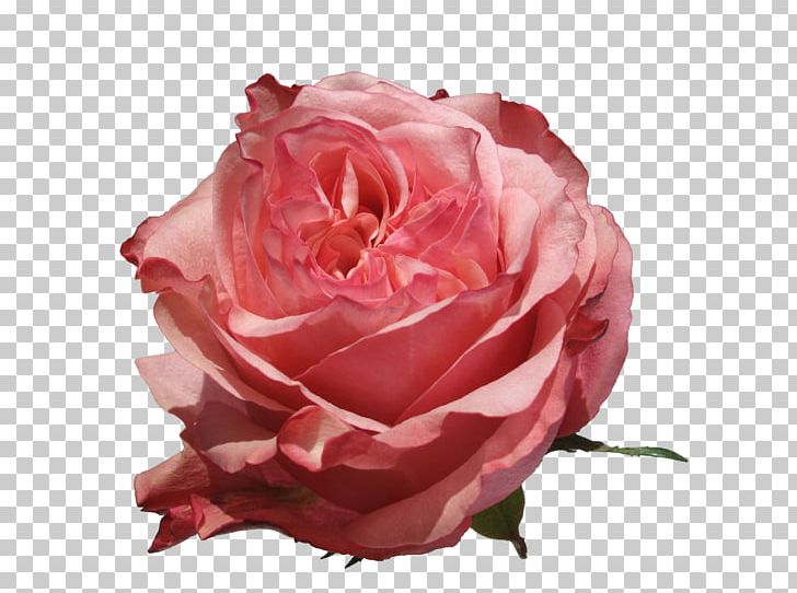 Garden Roses Centifolia Roses Flower Petal PNG, Clipart, Allure Farms, Centifolia Roses, Color, Cut Flowers, Ecuador Free PNG Download