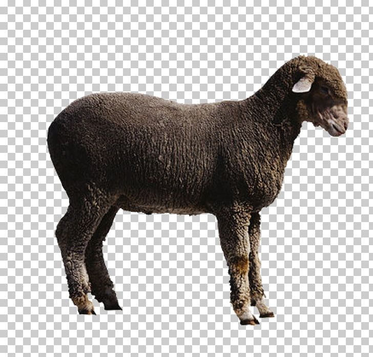 Sheep Goat Cattle PNG, Clipart, Animals, Black Sheep, Cartoon Sheep, Cow Goat Family, Creative Free PNG Download