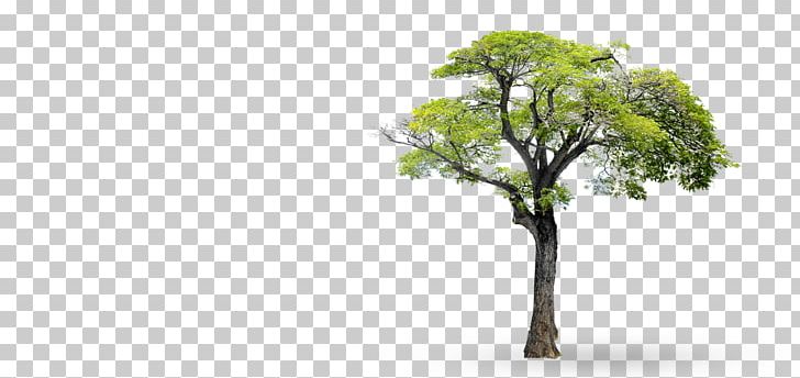 Tree Branch PNG, Clipart, Branch, Computer Icons, Drawing, Grass, Landscape Free PNG Download
