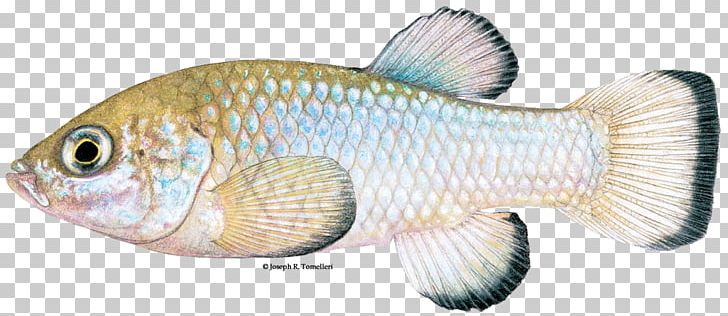 Devils Hole Pupfish Tilapia Desert Pupfish Death Valley Pupfish PNG, Clipart, Animal, Animal Figure, Bony Fish, Endangered Species, Endangered Species Act Of 1973 Free PNG Download