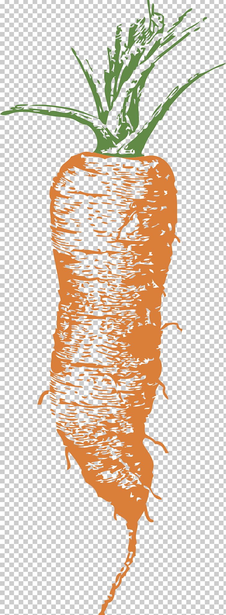 Carrot Coleslaw PNG, Clipart, Baby Carrot, Branch, Carrot, Coleslaw, Flower Free PNG Download
