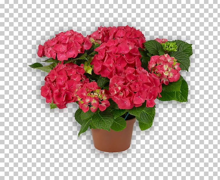 Hydrangea Flowerpot Floristry Glass PNG, Clipart, Annual Plant, Artificial Flower, Begonia, Busy Lizzie, Cornales Free PNG Download