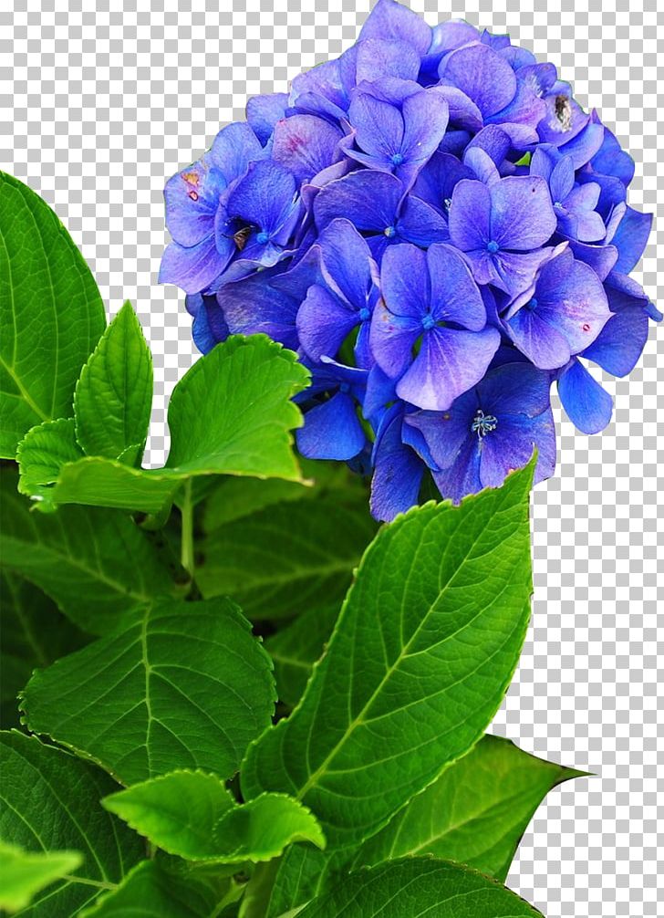 Hydrangea Phlox Cut Flowers Perennial Plant PNG, Clipart, Annual Plant, Blue, Cornales, Floriculture, Flower Free PNG Download