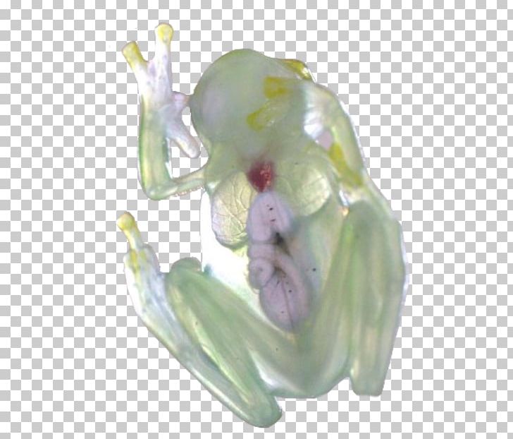 Tree Frog Glass Frog Amphibians Black Rain Frog PNG, Clipart, Amphibian, Amphibians, Animal, Animals, Figurine Free PNG Download