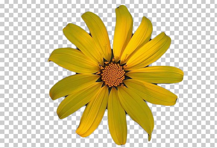 Chrysanthemum Indicum Chrysanthemum Tea Oxeye Daisy PNG, Clipart, Android, Bright, Chrysanthemum, Chrysanthemum Indicum, Chrysanthemum Tea Free PNG Download