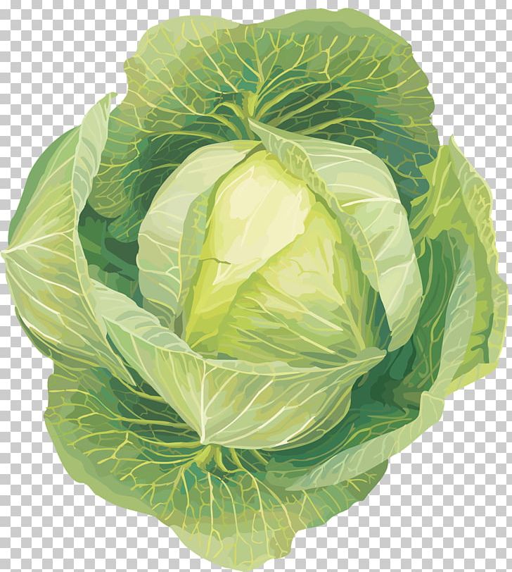 Leaf Vegetable Cabbage PNG, Clipart, Cabbage, Cauliflower, Collard Greens, Cruciferous Vegetables, Food Free PNG Download