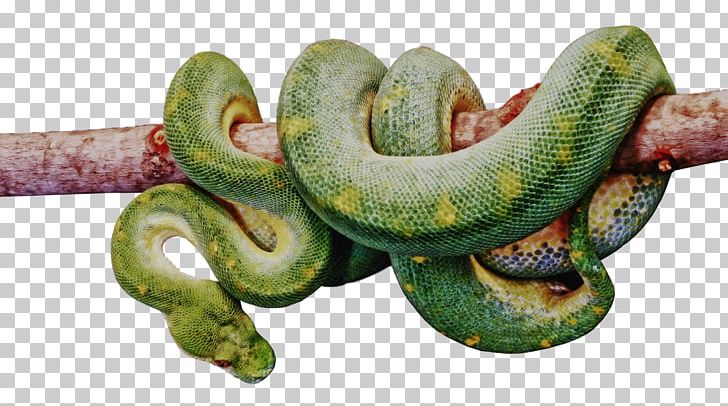 Venomous Snake Vipers Crotalus Cerastes Snake Charming PNG, Clipart, Animal, Animals, Boa Constrictor, Boas, Bothriechis Schlegelii Free PNG Download