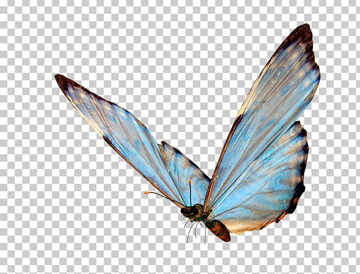 Butterfly Transparency And Translucency PNG, Clipart, Blue Butterfly, Butterflies, Butterflies And Moths, Butterfly Group, Butterfly Wings Free PNG Download