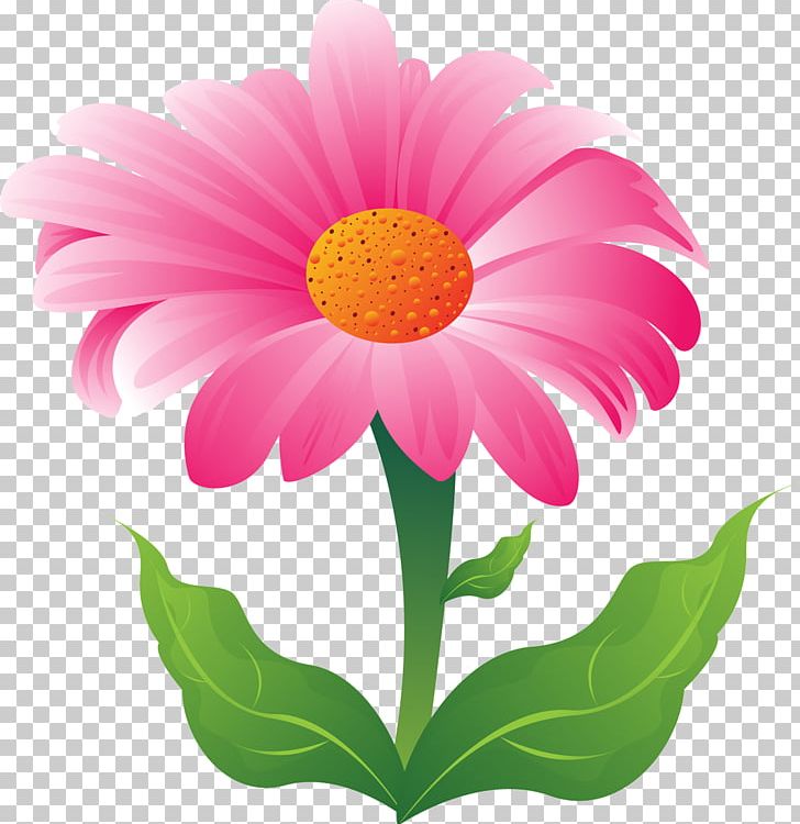 Flower Transvaal Daisy PNG, Clipart, Annual Plant, Aster, Blume, Camomile, Common Daisy Free PNG Download