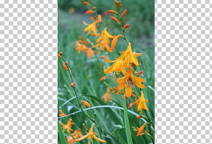 Montbretia Wildflower Plant Stem Coppertips PNG, Clipart, Coppertips, Dwarf Lilyturf, Flora, Flower, Flowering Plant Free PNG Download