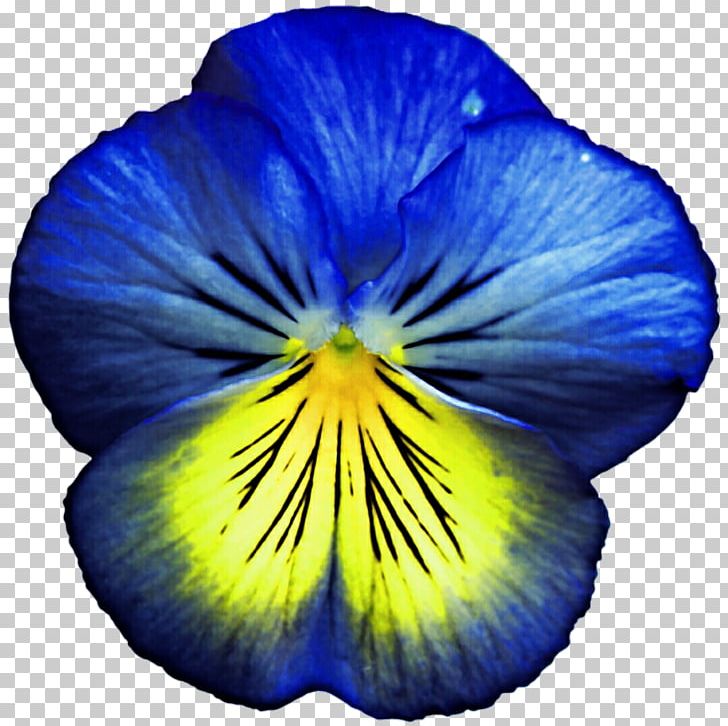 Pansy Flower Violet Blue Yellow PNG, Clipart, African Violets, Blue, Botanical Illustration, Color, Desktop Wallpaper Free PNG Download