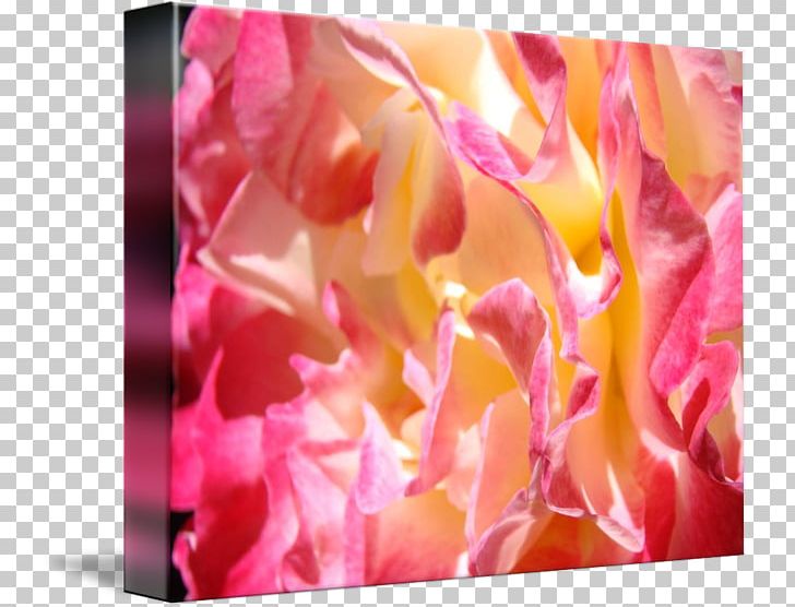 Peony Modern Art Flower Floral Design Garden Roses PNG, Clipart, Art, Cut Flowers, Floral Design, Flower, Flowering Plant Free PNG Download