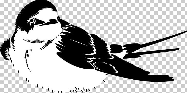 Photography PNG, Clipart, Art, Beak, Bird, Black, Black And White Free PNG Download