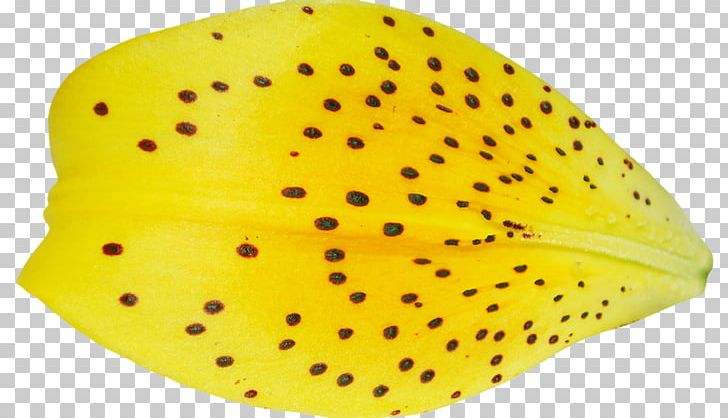 Yellow Petal RGB Color Model Flower Adobe Photoshop PNG, Clipart, Color, Common Sunflower, Computer Software, Flower, Fruit Free PNG Download