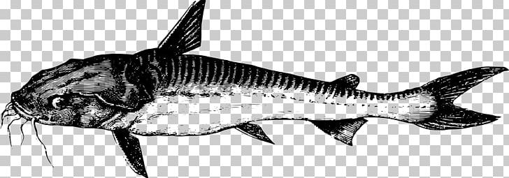 Chondrichthyes Bony Fishes Tiger Shark Animal PNG, Clipart, Animal, Animal Figure, Animals, Black And White, Bony Fish Free PNG Download