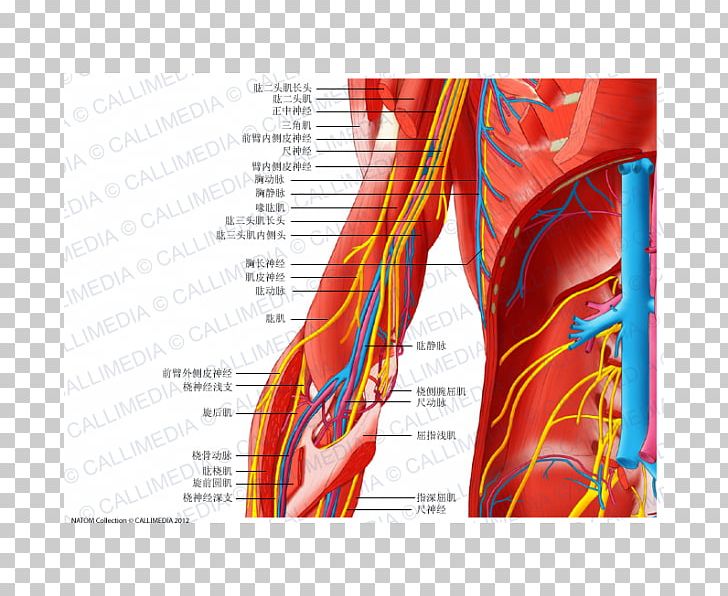 Forearm Elbow Muscle Shoulder PNG, Clipart, Anatomy, Arm, Arm Muscle, Blood Vessel, Coronal Plane Free PNG Download