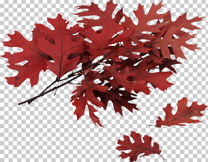 Northern Red Oak Swamp Spanish Oak Autumn Leaf Color Quercus Coccinea PNG, Clipart, Autumn Leaf Color, Autumn Leaves, Autumn Png Leaf, Branch, Flower Free PNG Download