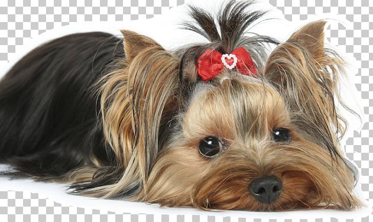 Yorkshire Terrier Morkie Maltese Dog Puppy Biewer Terrier PNG, Clipart, Animal, Animals, Australian Silky Terrier, Australian Terrier, Breed Free PNG Download