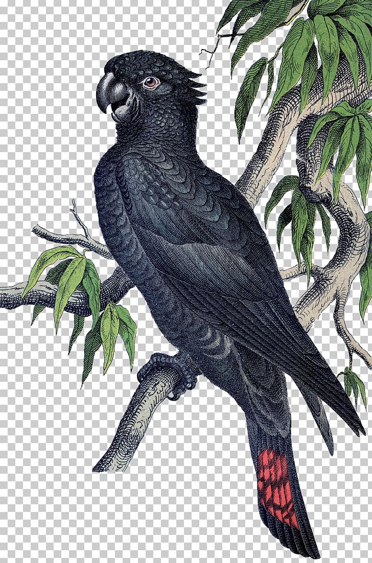 Macaw Parrot Etsy Bird Parakeet PNG, Clipart, African Grey, American Crow, Art, Beak, Bird Free PNG Download