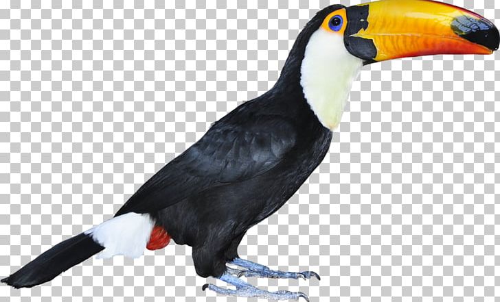 Bird Emerald Toucanet PNG, Clipart, Animals, Beak, Bird, Download, Emerald Toucanet Free PNG Download