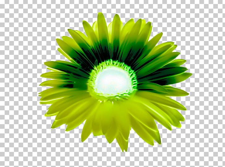 Close-up Transvaal Daisy PNG, Clipart, Closeup, Closeup, Daisy, Daisy Family, Flower Free PNG Download