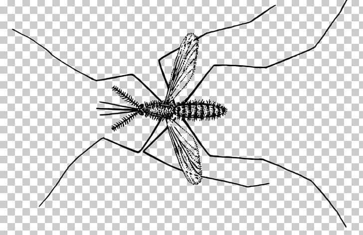 Mosquito Insect Fly Pollinator Cannabis PNG, Clipart, Ancient History, Arthropod, Black And White, Cannabis, Fly Free PNG Download