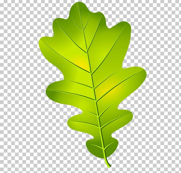 Oak Leaf Cluster Acorn Tree PNG, Clipart, Acorn, Acorn Tree, Drawing, Green, Leaf Free PNG Download