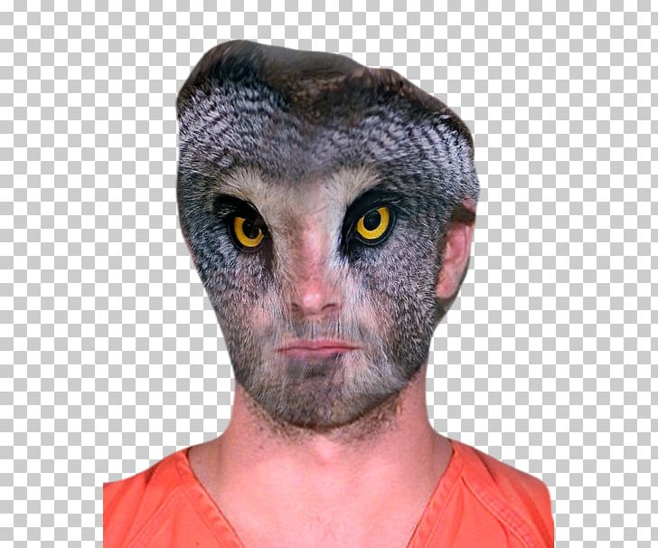Snout Owls Head Bird Chace Crawford PNG, Clipart, Animal, Animals, Arrest, Bird, Chace Crawford Free PNG Download
