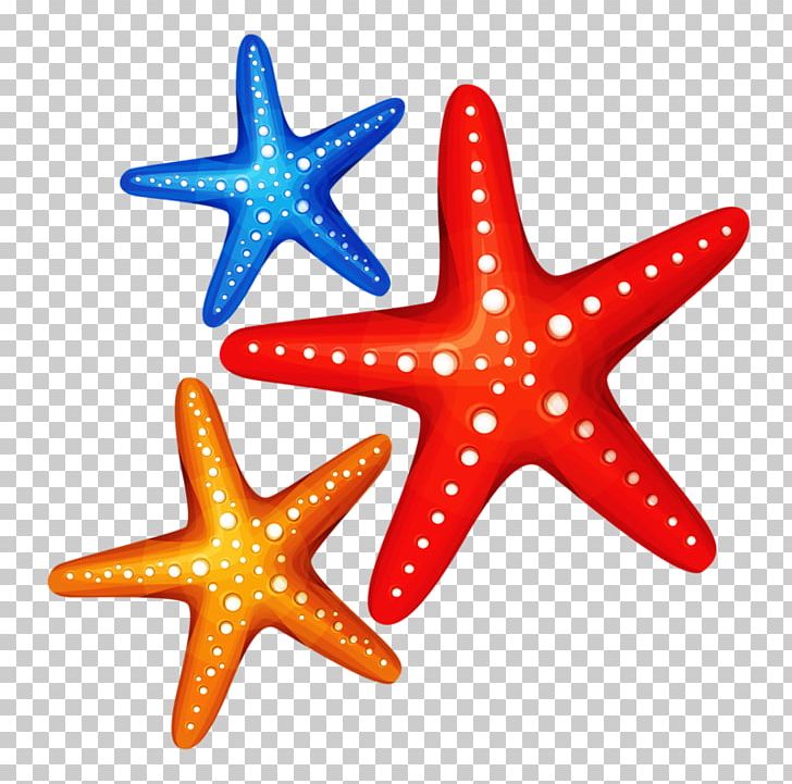 Starfish PNG, Clipart, Animals, Clip Art, Drawing, Echinoderm, Invertebrate Free PNG Download