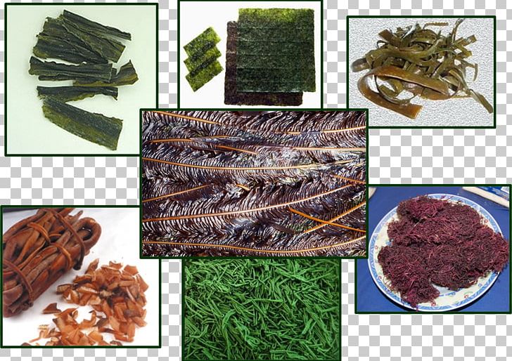 Tsukudani Algae Edible Seaweed Protist Kombu PNG, Clipart, Agar, Algae, Animal Source Foods, Arame, Dulse Free PNG Download