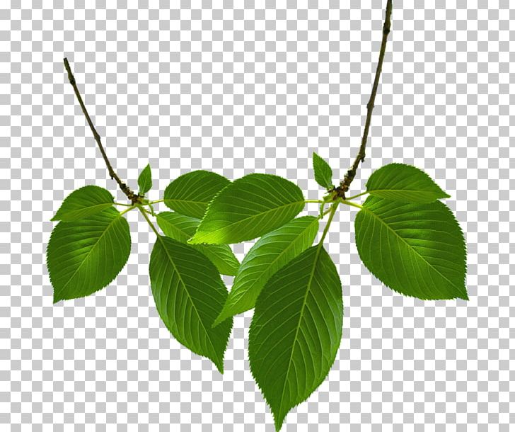 Twig Leaf PNG, Clipart, Branch, Computer Icons, Desktop Wallpaper, Digital Image, Leaf Free PNG Download