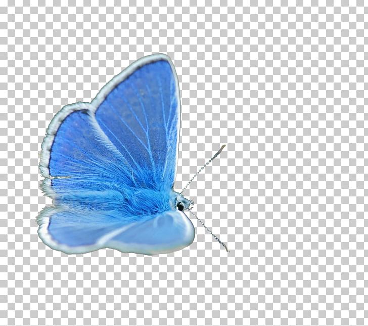 Butterfly Insect Lycaenidae Blue PNG, Clipart, Azure, Blue, Blue Abstract, Blue Abstracts, Blue Background Free PNG Download