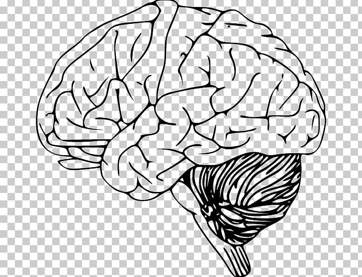 Human Brain PNG, Clipart, Concise, Hand, Hand Drawn, Happy Birthday Vector Images, Head Free PNG Download