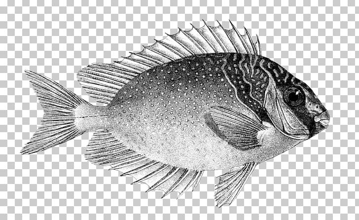 Pinspotted Spinefoot Siganus Virgatus Fish Siganus Spinus Blotched Foxface PNG, Clipart, Animals, Black And White, Blotched Foxface, Common Name, Drawing Free PNG Download