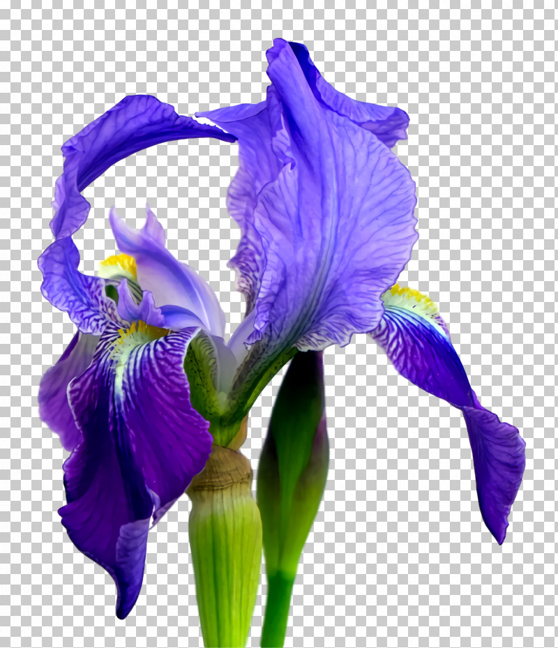 Northern Blue Flag Orris Root Cut Flowers Purple Petal PNG, Clipart, Cut Flowers, Flower, Irises, Northern Blue Flag, Orris Root Free PNG Download