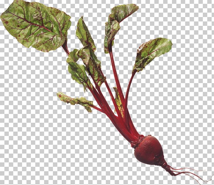 Beet PNG, Clipart, Beet Free PNG Download