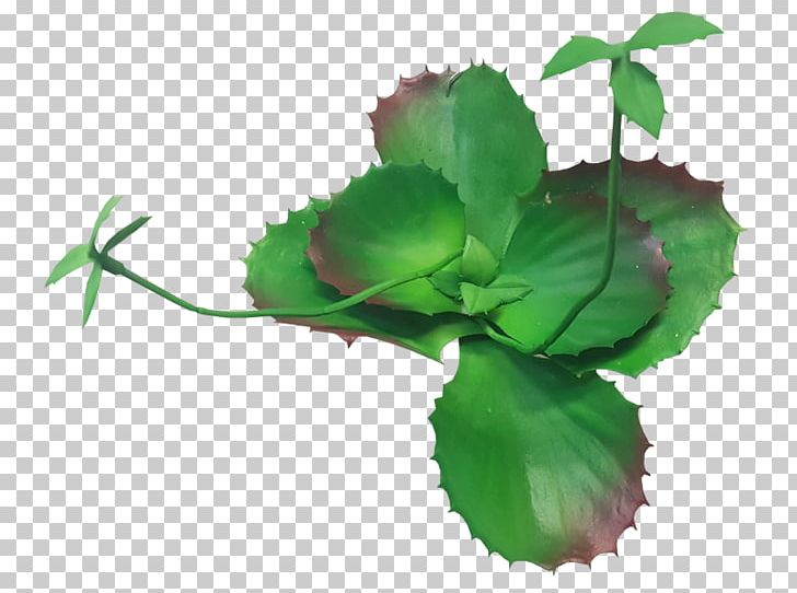 Leaf Herbalism Plant Stem Flower PNG, Clipart, Annual Plant, Flower, Herb, Herbalism, Leaf Free PNG Download