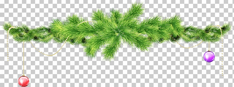 White Pine Plant Tree American Larch Leaf PNG, Clipart, American Larch, Jack Pine, Leaf, Lodgepole Pine, Oregon Pine Free PNG Download
