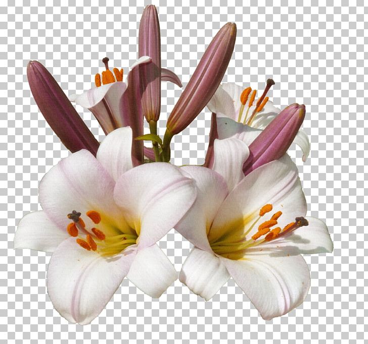 Flower Blume Color PNG, Clipart, Blume, Burgundy, Child, Color, Cut Flowers Free PNG Download