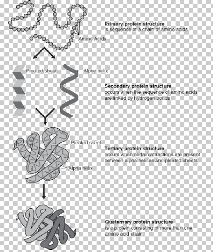 Protein Folding Protein Structure Denaturation Translation PNG, Clipart, Acid, Amino Acid, Area, Black And White, Denaturation Free PNG Download