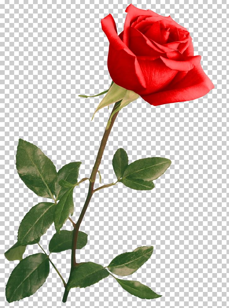 Psd Portable Network Graphics Flower PNG, Clipart, Bud, China Rose, Cut Flowers, Floral Design, Floribunda Free PNG Download