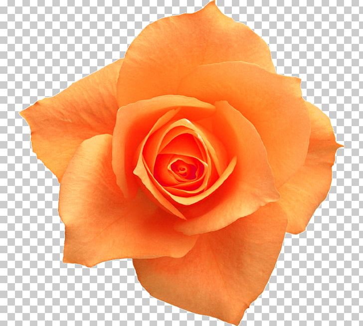 Rose Yellow Flower PNG, Clipart, Closeup, Color, Cut Flowers, Decorative, Floribunda Free PNG Download