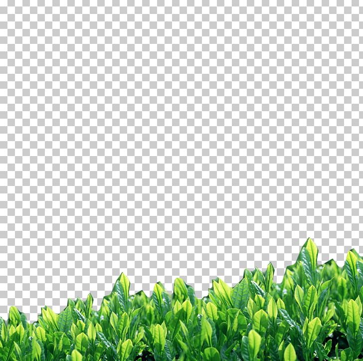 Yongkang PNG, Clipart, Background Green, Camellia Sinensis, Download, Food Drinks, Grass Free PNG Download