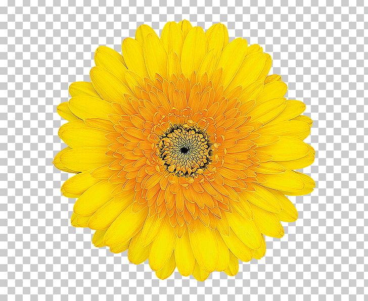 Common Sunflower Stock Photography PNG, Clipart, Calendula, Chrysanths, Common Sunflower, Computer Icons, Cut Flowers Free PNG Download
