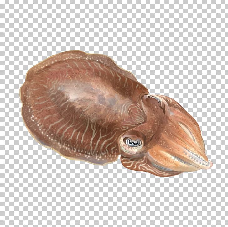 Cuttlefish Cephalopod Mantle Sepiola PNG, Clipart, Animal, Cephalopod, Cottonwood, Cuttlefish, Fish Free PNG Download