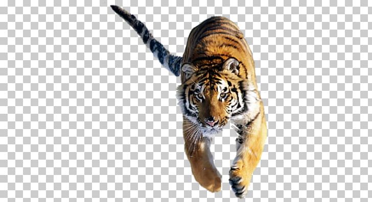 Felidae Lion Siberian Tiger Cat Bengal Tiger PNG, Clipart, Animal, Animals, Apex Predator, Bengal Tiger, Big Cat Free PNG Download