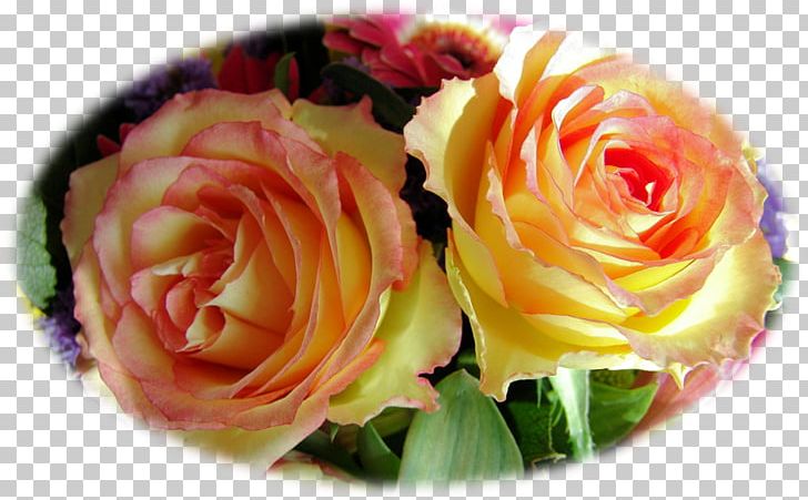Garden Roses Pastilla Pizza Stuffing Feuilleté PNG, Clipart, Bell Pepper, Cut Flowers, Fish, Floral Design, Floristry Free PNG Download